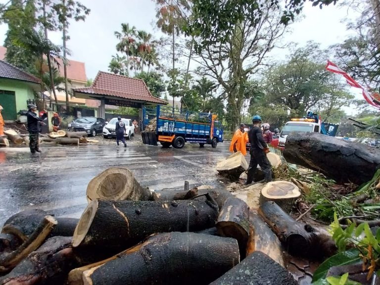 Dua Mobil Di Kota Malang Rusak Tertimpa Pohon Tumbang Saat Hujan Angin Metara News