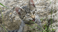 ilustrasi kucing makan rumput (pixabay)