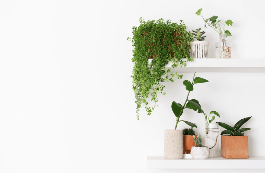 ilustrasi tanaman hias di dalam ruangan dengan dinding putih (Freepik)