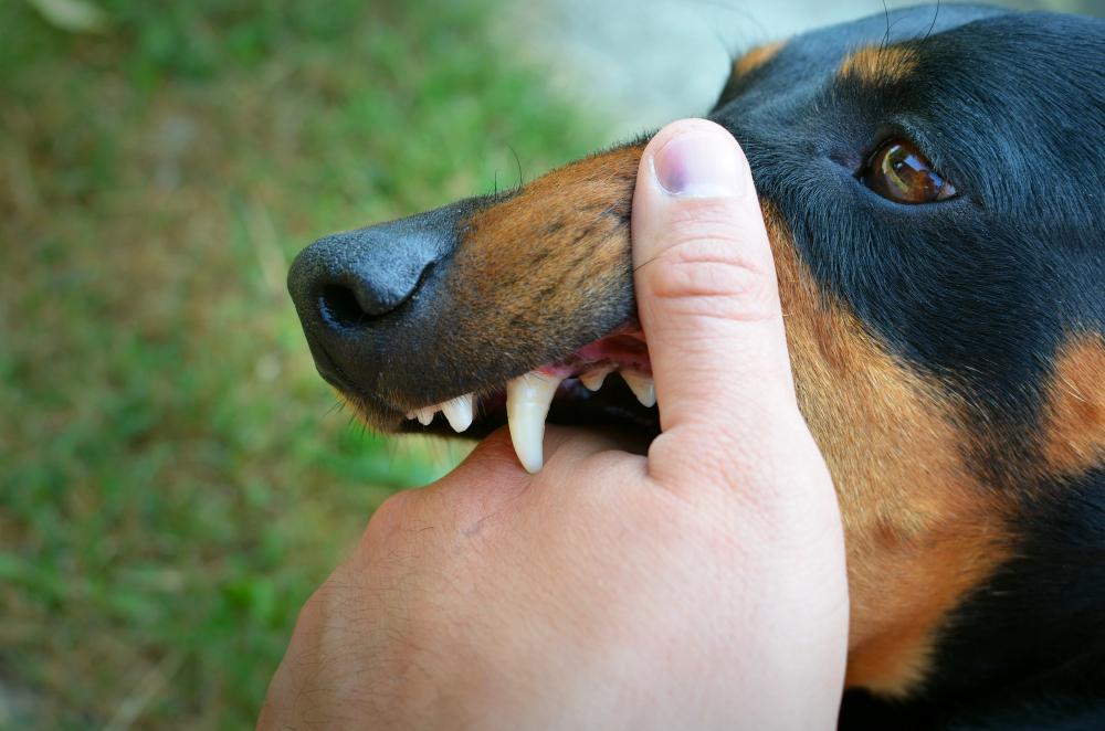 ilustrasi anjing ganas menunjukkan gigi dan menggigit tangan (Freepik)