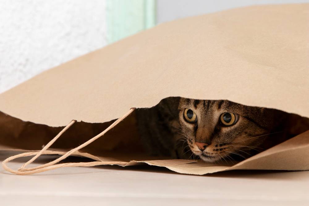 ilustrasi kucing dalam kertas kardus (freepik)