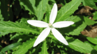 ilustrasi tanaman kitolod atau daun korejat (agrozine.id)