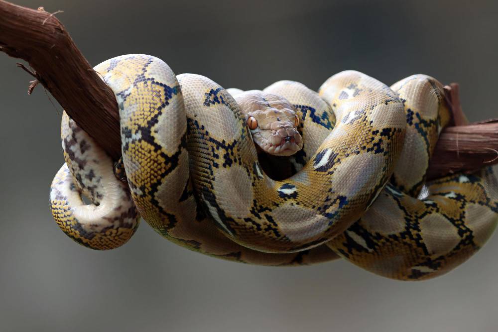ilustrasi ular python hinggap di ranting (freepik)