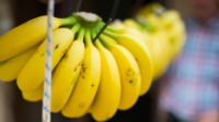 ilustrasi buah pisang (unsplash)