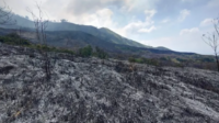 Kondisi kebakaran lahan di lereng Gunung Arjuno, Jawa Timur (BNPB)