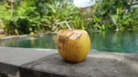 ilustrasi kelapa dengan sedotan di pinggir kolam renang (unsplash)
