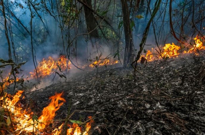 Luas Kebakaran Hutan