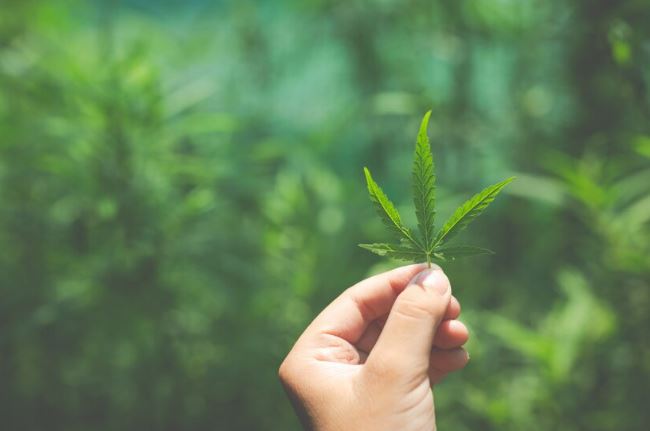 Ganja di Lereng Gunung Semeru