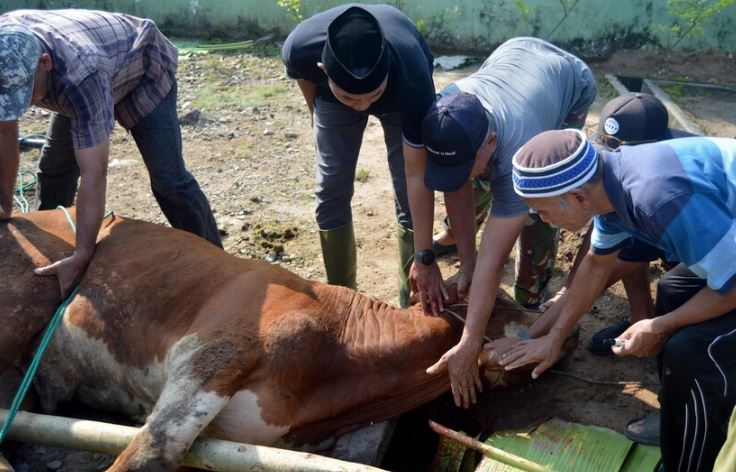 Pemotongan Sapi Metode Ditembak