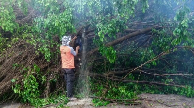 Pohon Tumbang Kediri