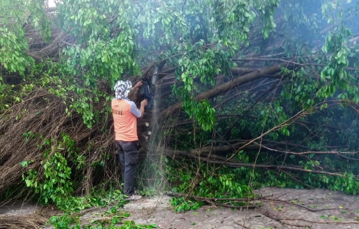 Pohon Tumbang Kediri