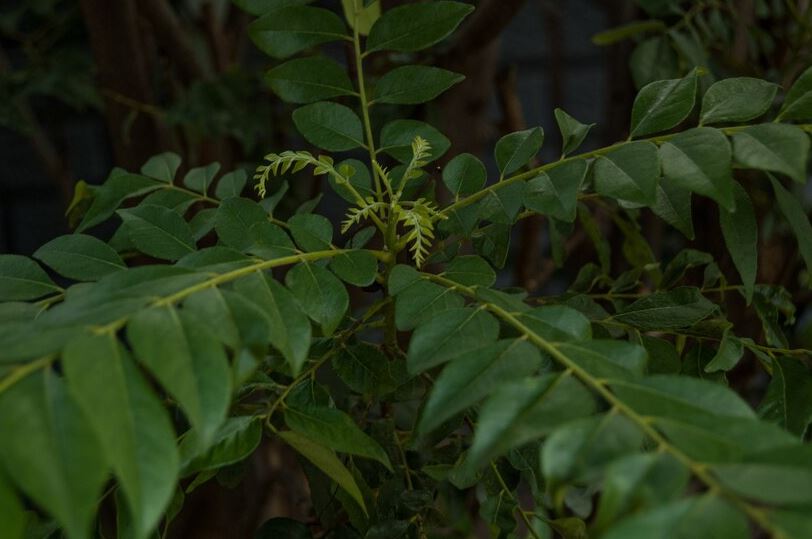 Manfaat Daun Katuk Untuk Ibu Menyusui