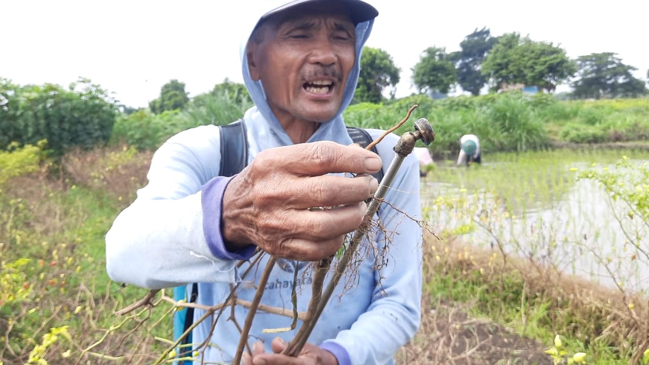 Petani Cabai Kediri