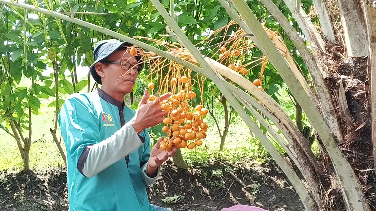 Kurma Kediri