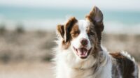 Ilustrasi Anjing (Unsplash)