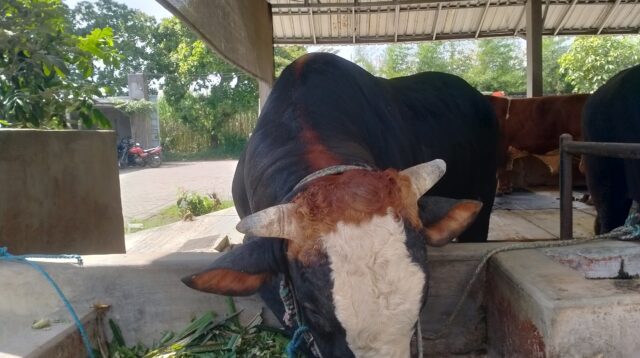 Kurban Kediri