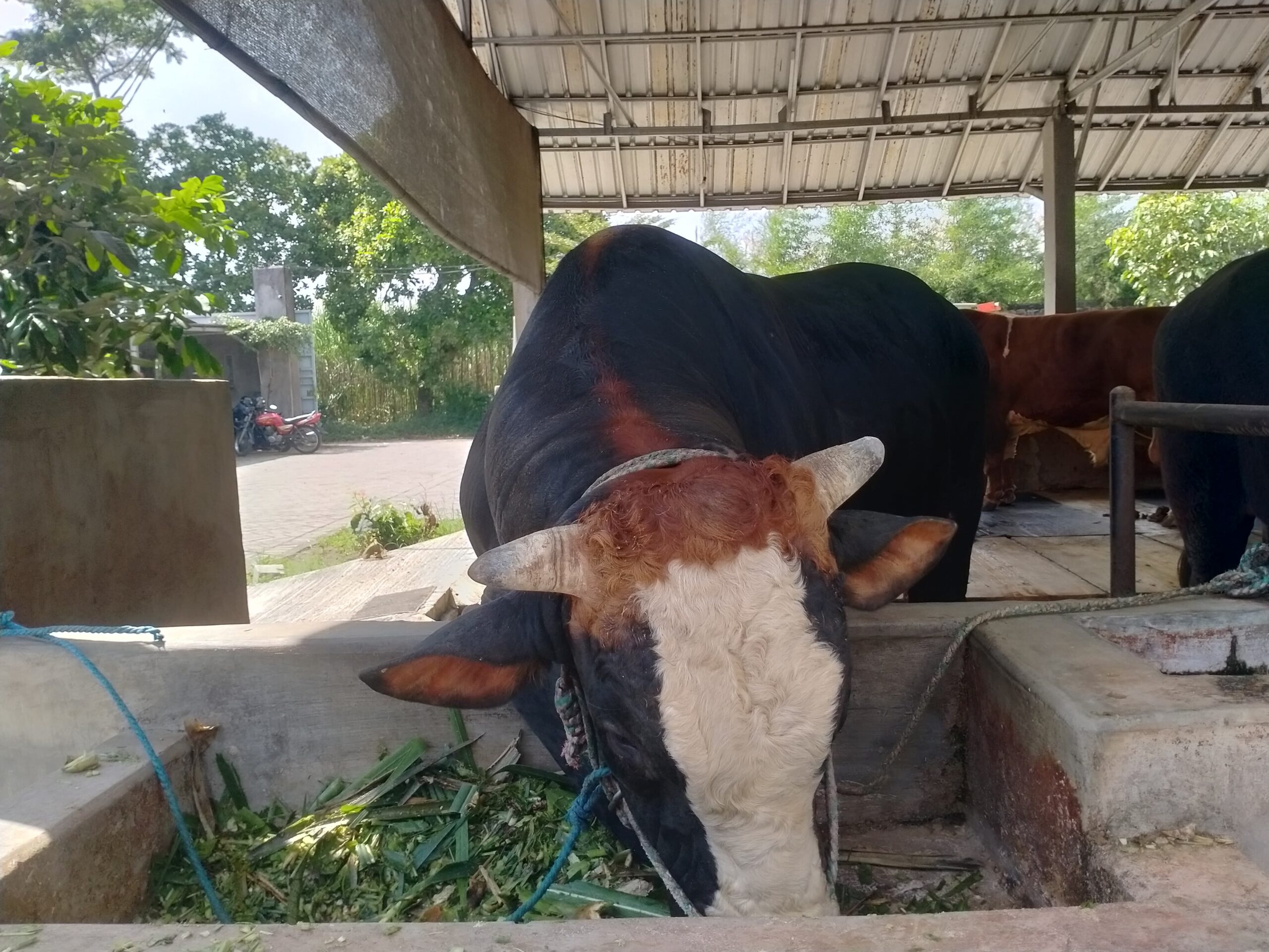 Kurban Kediri