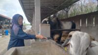 Sapi Prabowo
