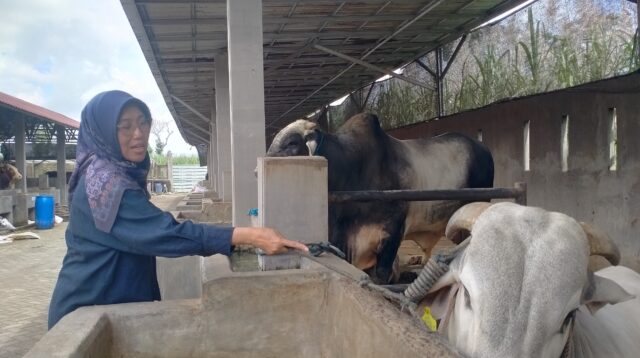 Sapi Prabowo