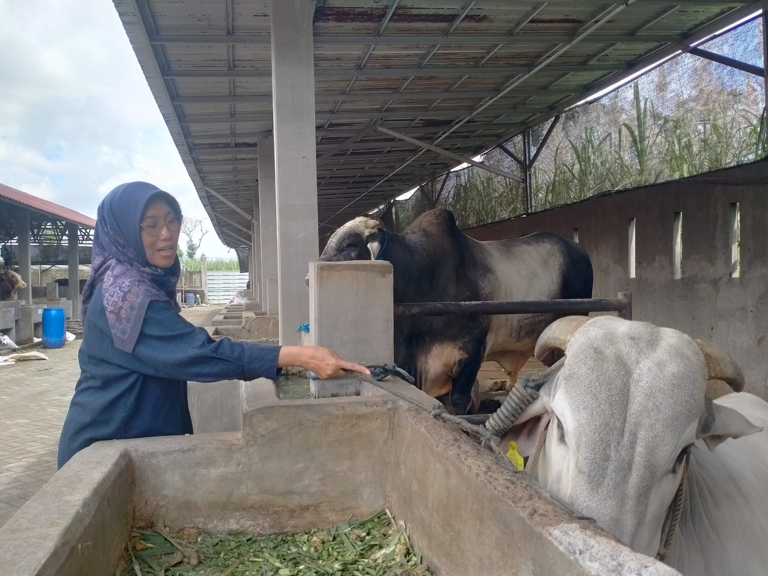 Sapi Prabowo