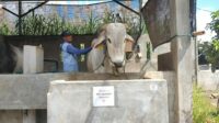 Sapi Prabowo