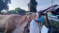 Hewan Kurban Kediri