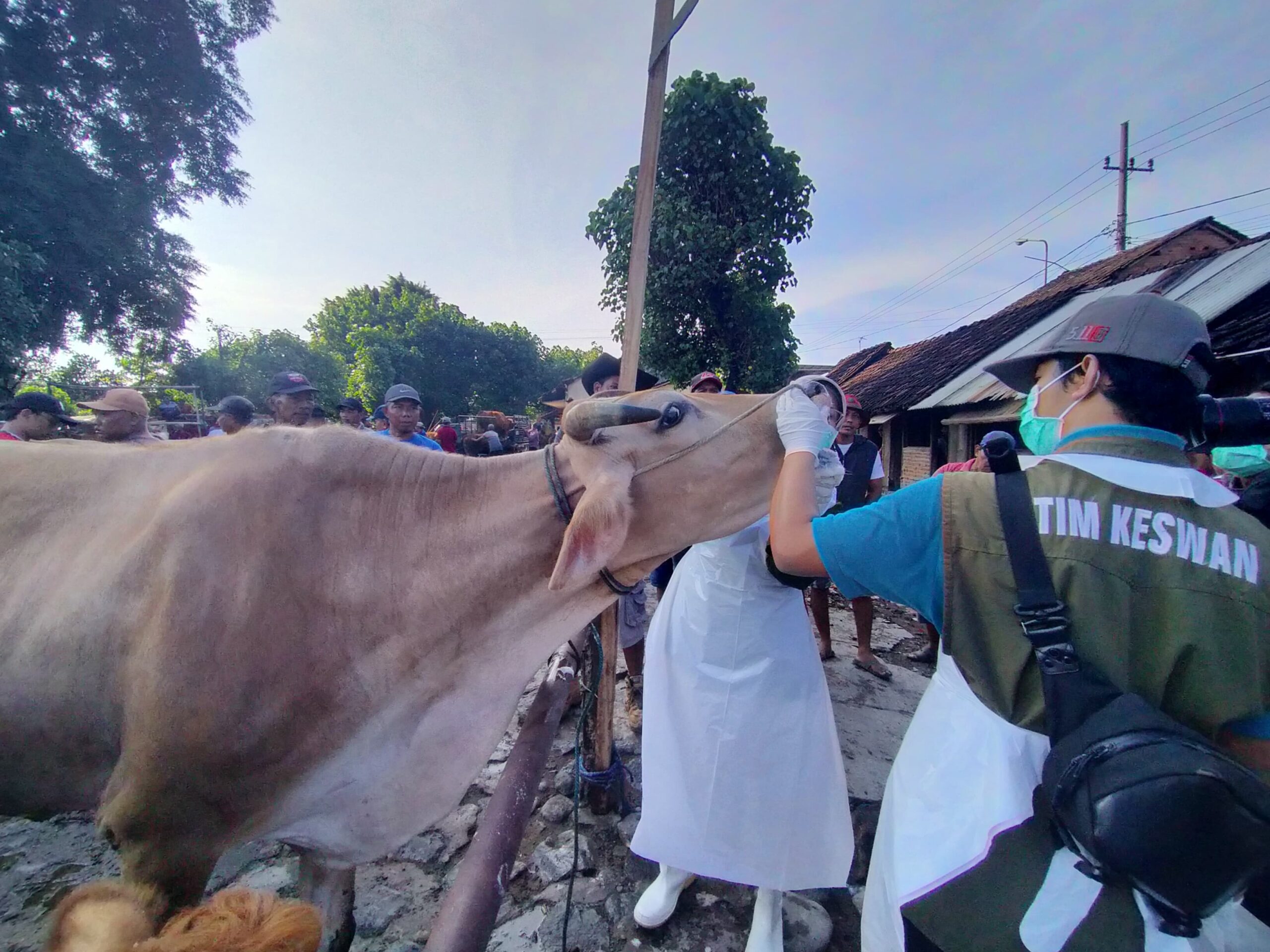 Hewan Kurban Kediri