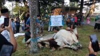 Sapi Kurban Prabowo