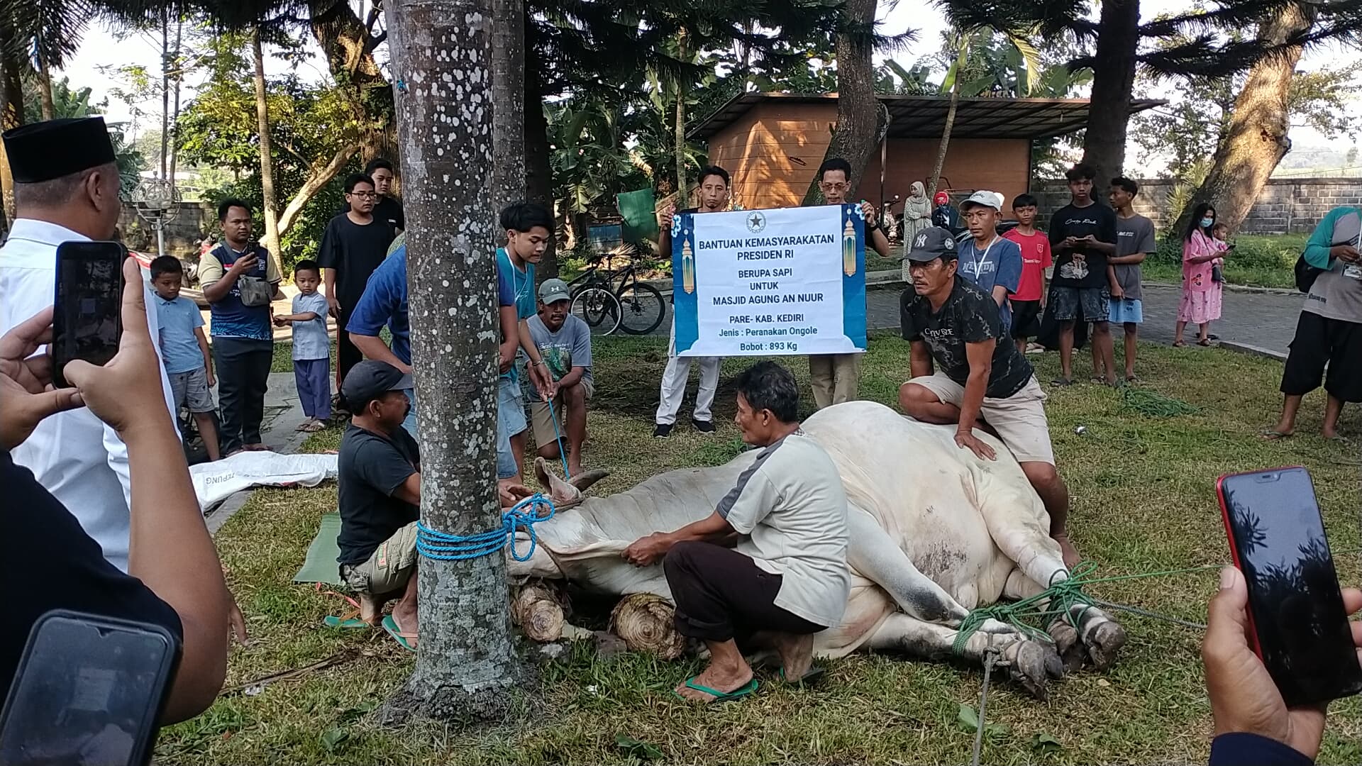 Sapi Kurban Prabowo