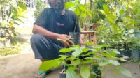 Mbah Leses