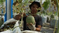 Melon Jombang