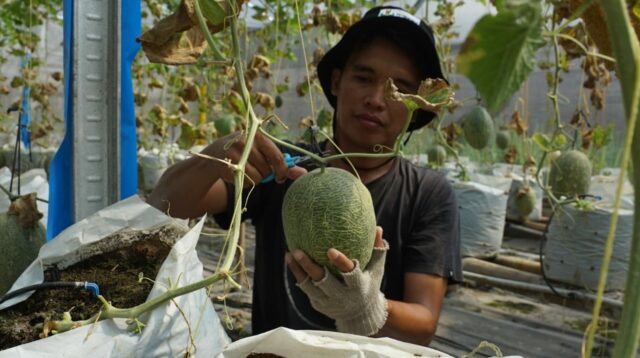 Melon Jombang