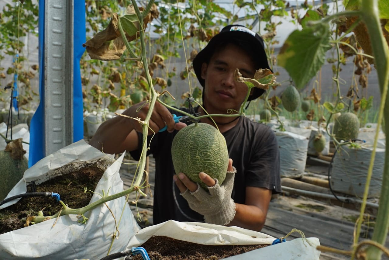 Melon Jombang